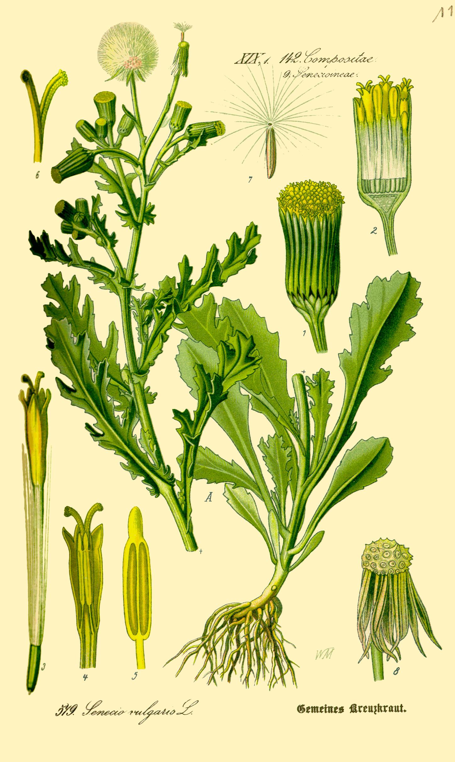 groundsel